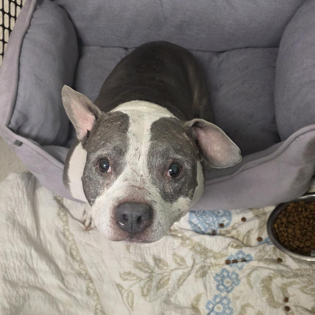 Enlarge Mia, a Adoptable mixed breed in Medford, NJ image 3/4