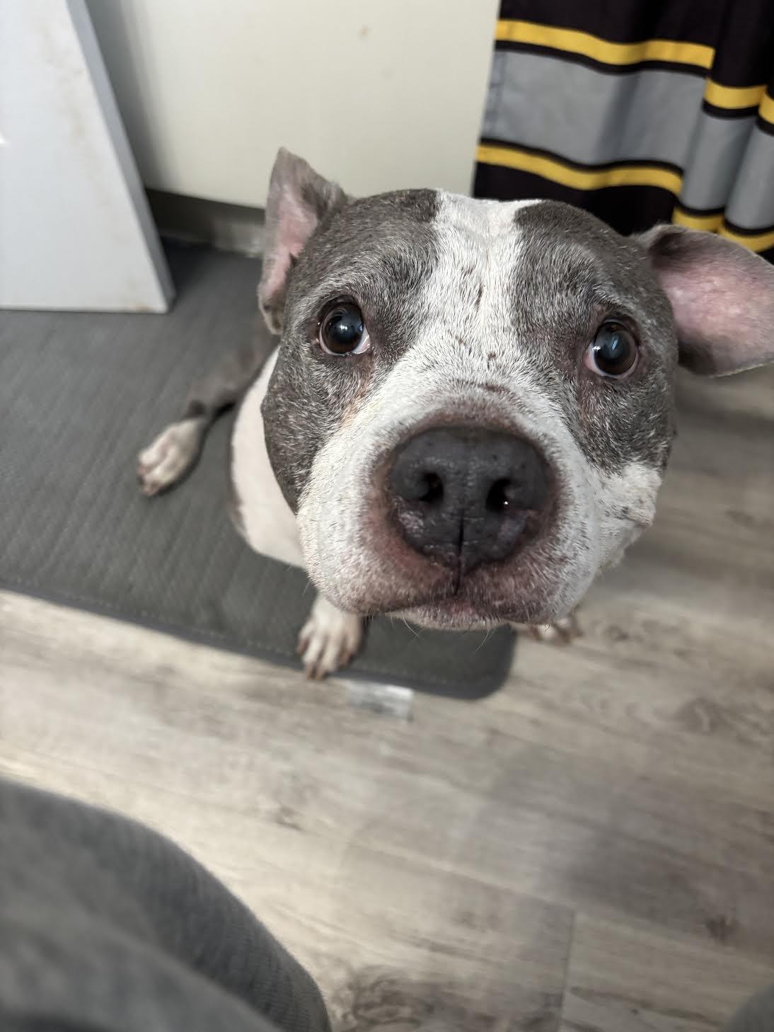 Enlarge Mia, a Adoptable mixed breed in Medford, NJ image 4/4