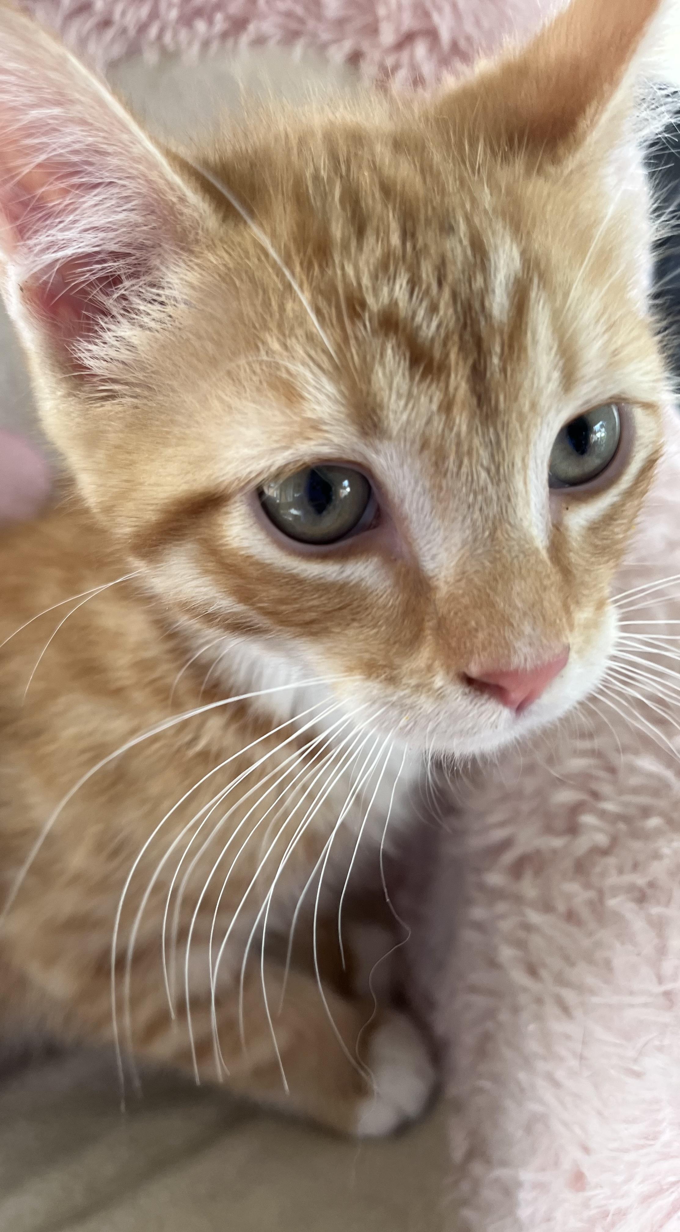 Enlarge Oliver, an adopted Domestic Short Hair in Whitehall, PA image 3/4