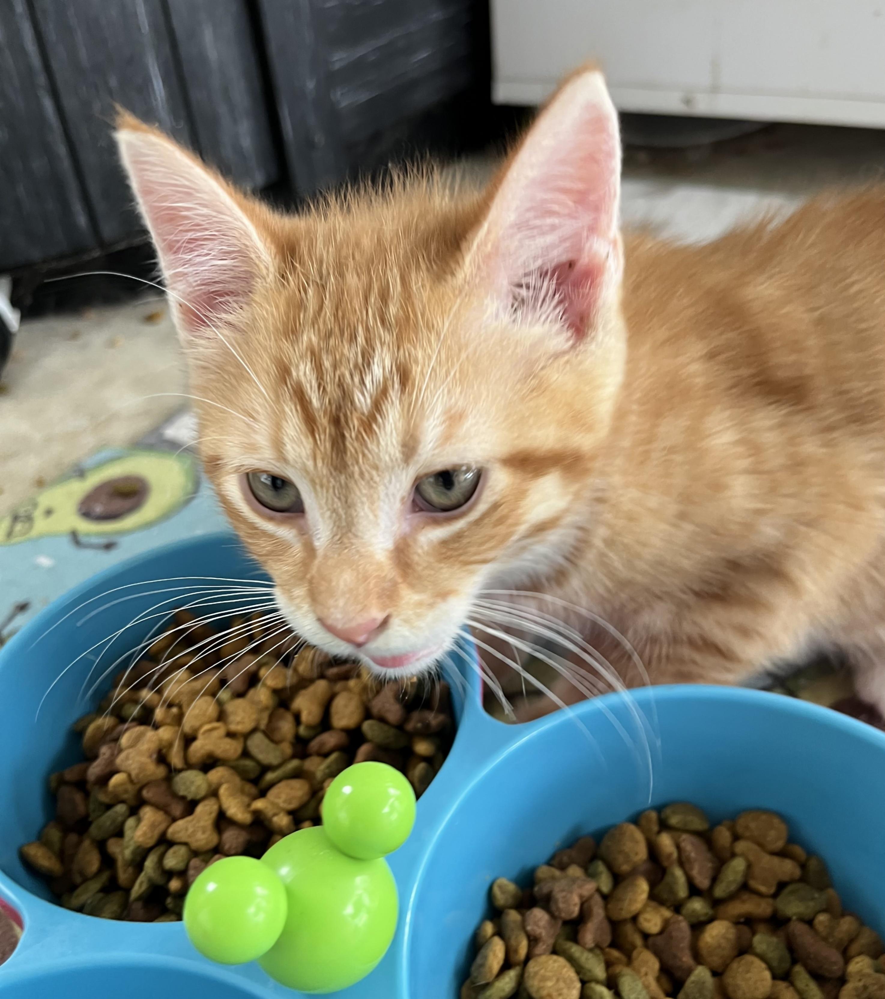 Enlarge Oliver, an adopted Domestic Short Hair in Whitehall, PA image 4/4