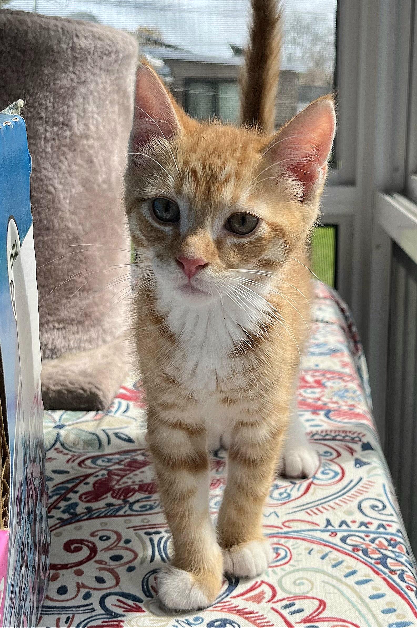 Enlarge Oliver, an adopted Domestic Short Hair in Whitehall, PA image 2/4