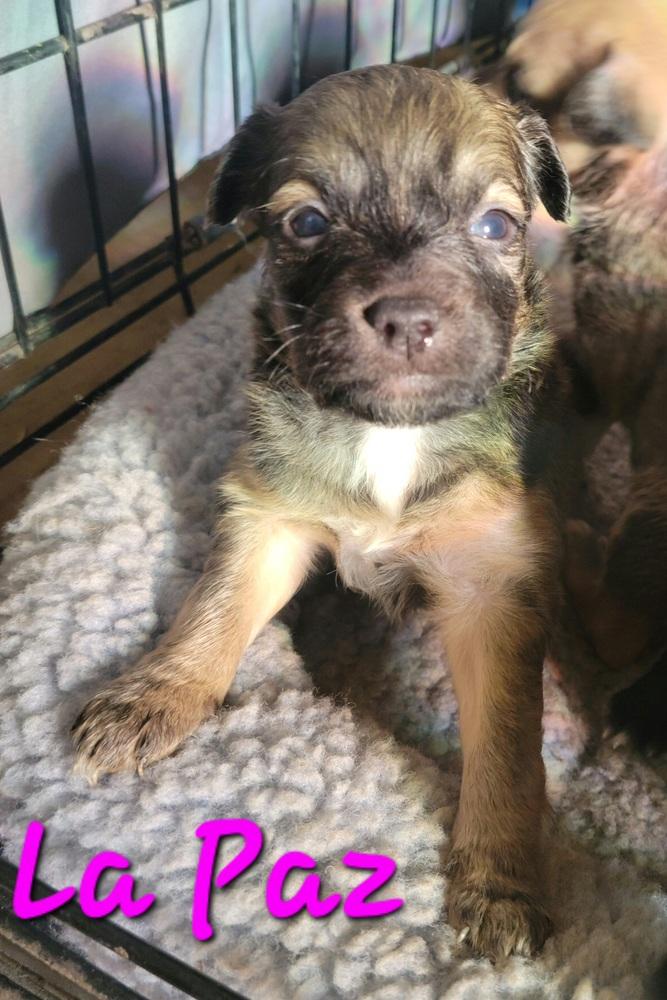 Enlarge La Paz, a Adopted mixed breed in Willcox, AZ image 2/2