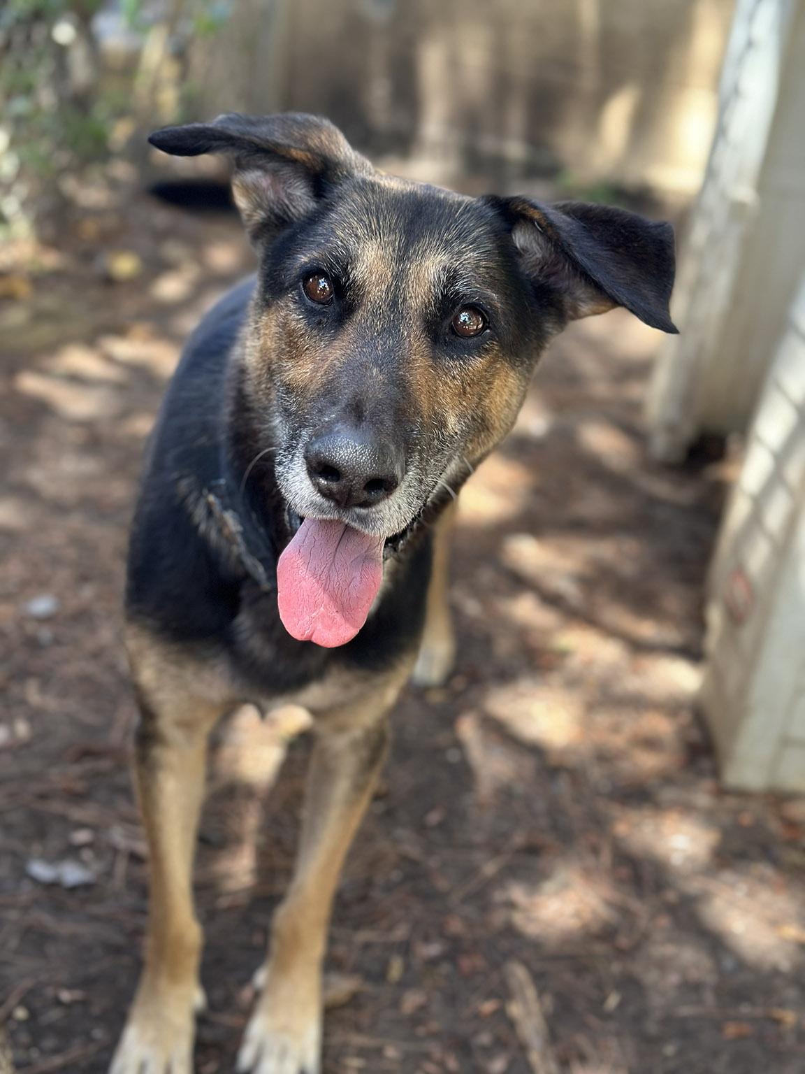 Bear, Adoptable, Young Male German Shepherd Dog.