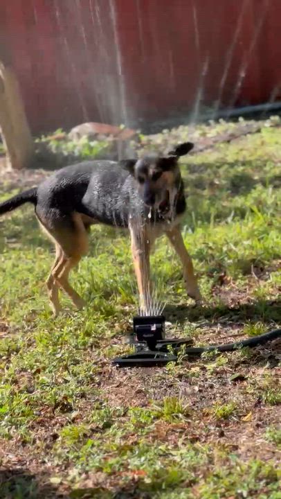 Enlarge Bear, a hold mixed breed in Boulder, CO video 5/5