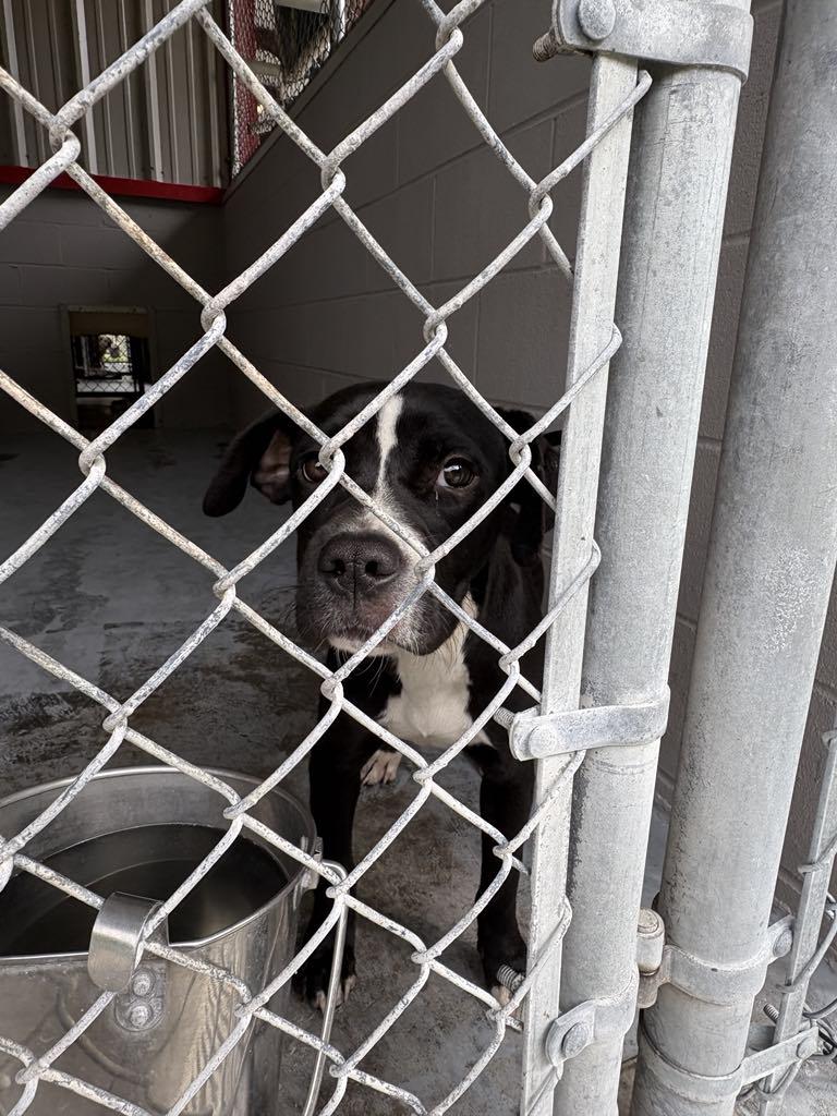 Unity, Young Female American Bully