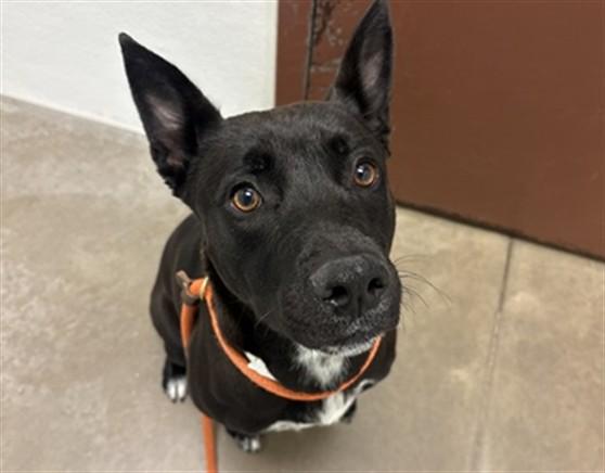 LIGHT SHOW, Adoptable, Young Female German Shepherd Dog & Mixed Breed.