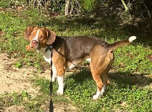 Milo (COURTESY POST), Adoptable, Adult Male Beagle.
