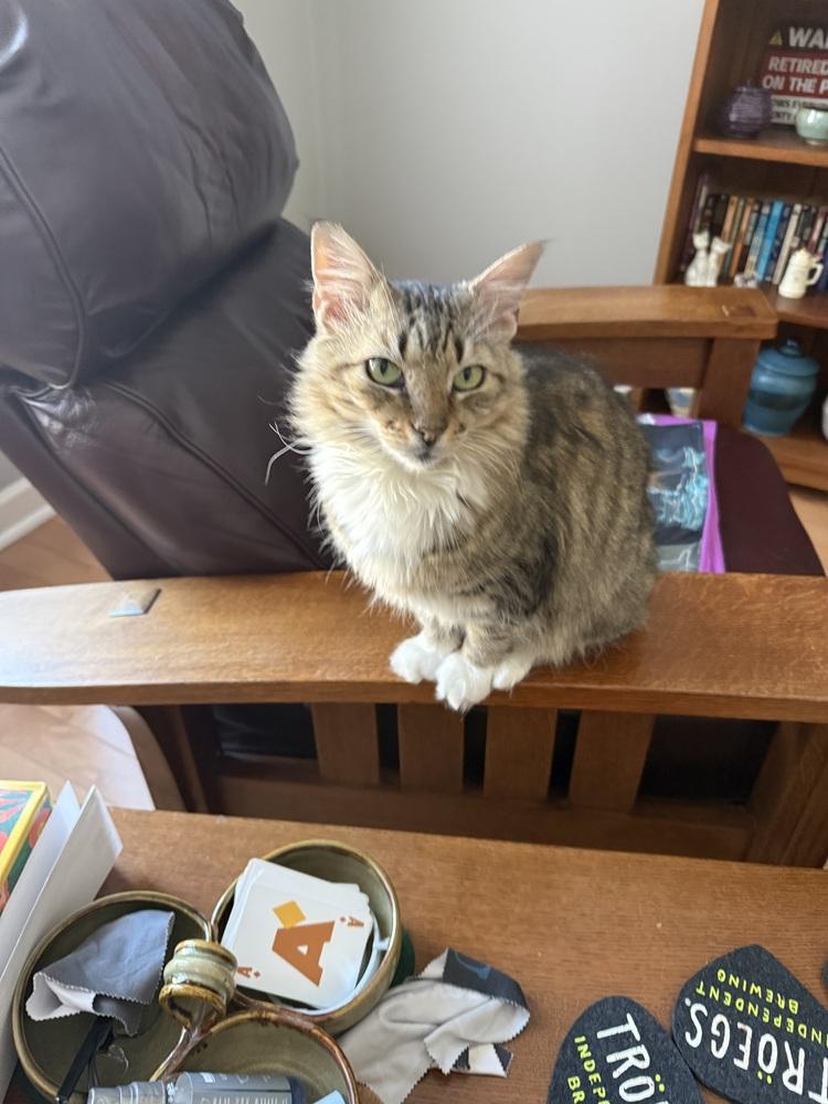 Clementine (special needs), Adoptable, Senior Female Domestic Long Hair.