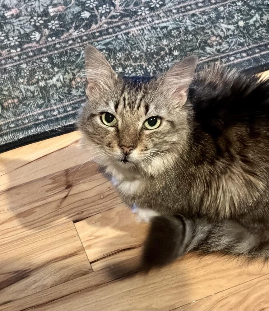 Enlarge Clementine (special needs), a Adoptable Domestic Long Hair in Cary, NC image 3/4