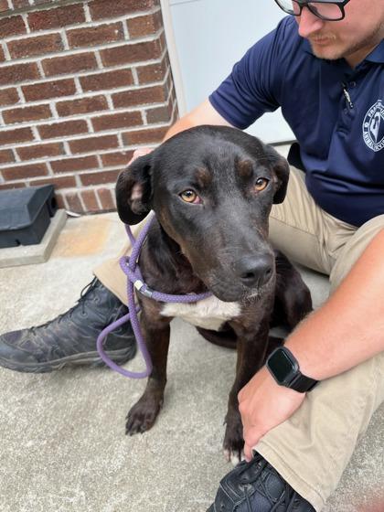 Enlarge Posie, a Adoptable mixed breed in Louisburg, NC image 1/2