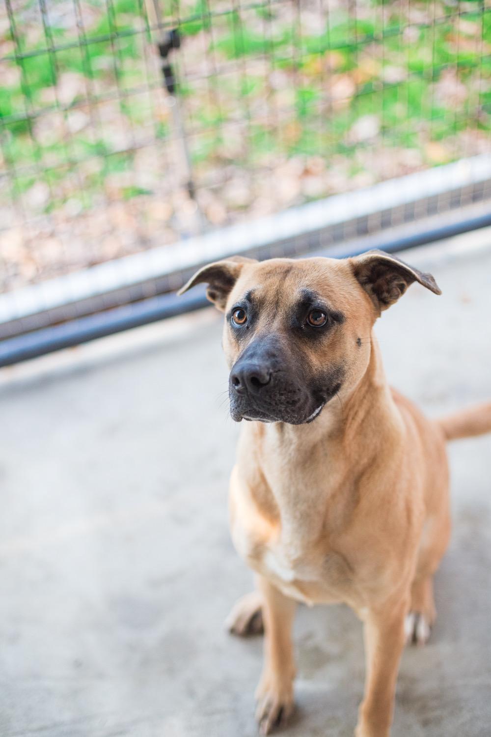 Enlarge Colette (pregnant, rescue only), an adopted mixed breed in Elizabethtown, NC image 1/1
