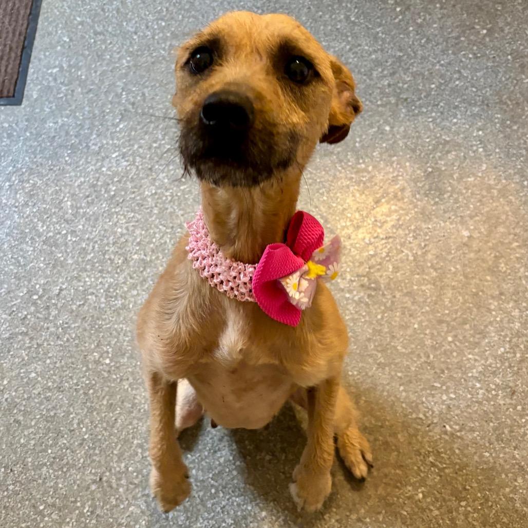 Enlarge Whitney, a Adoptable mixed breed in Metamora, MI image 1/6