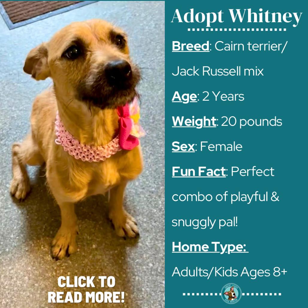 Enlarge Whitney, a Adoptable mixed breed in Metamora, MI image 2/6