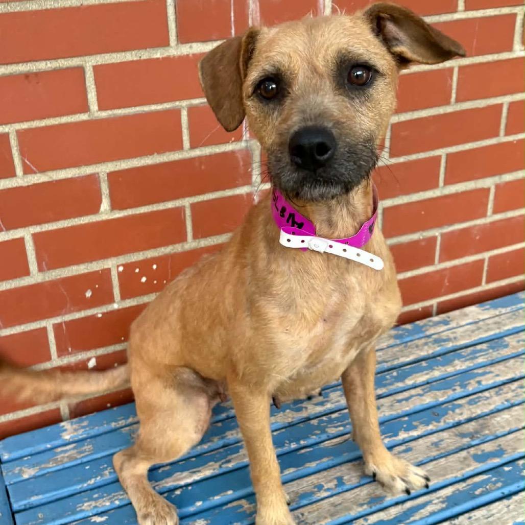 Enlarge Whitney, a Adoptable mixed breed in Metamora, MI image 3/6
