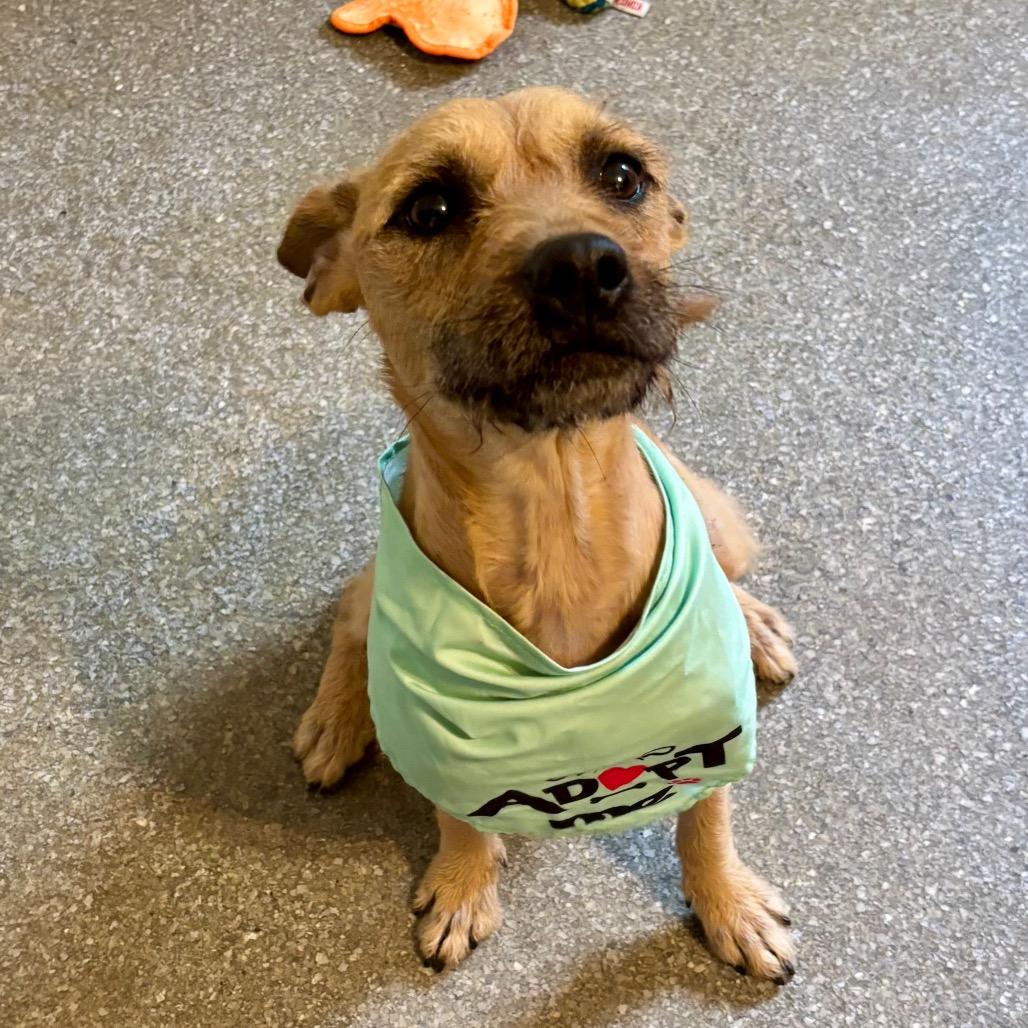 Enlarge Whitney, a Adoptable mixed breed in Metamora, MI image 4/6