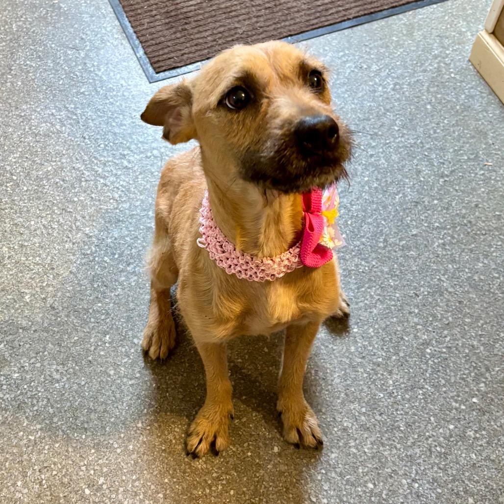 Enlarge Whitney, a Adoptable mixed breed in Metamora, MI image 5/6