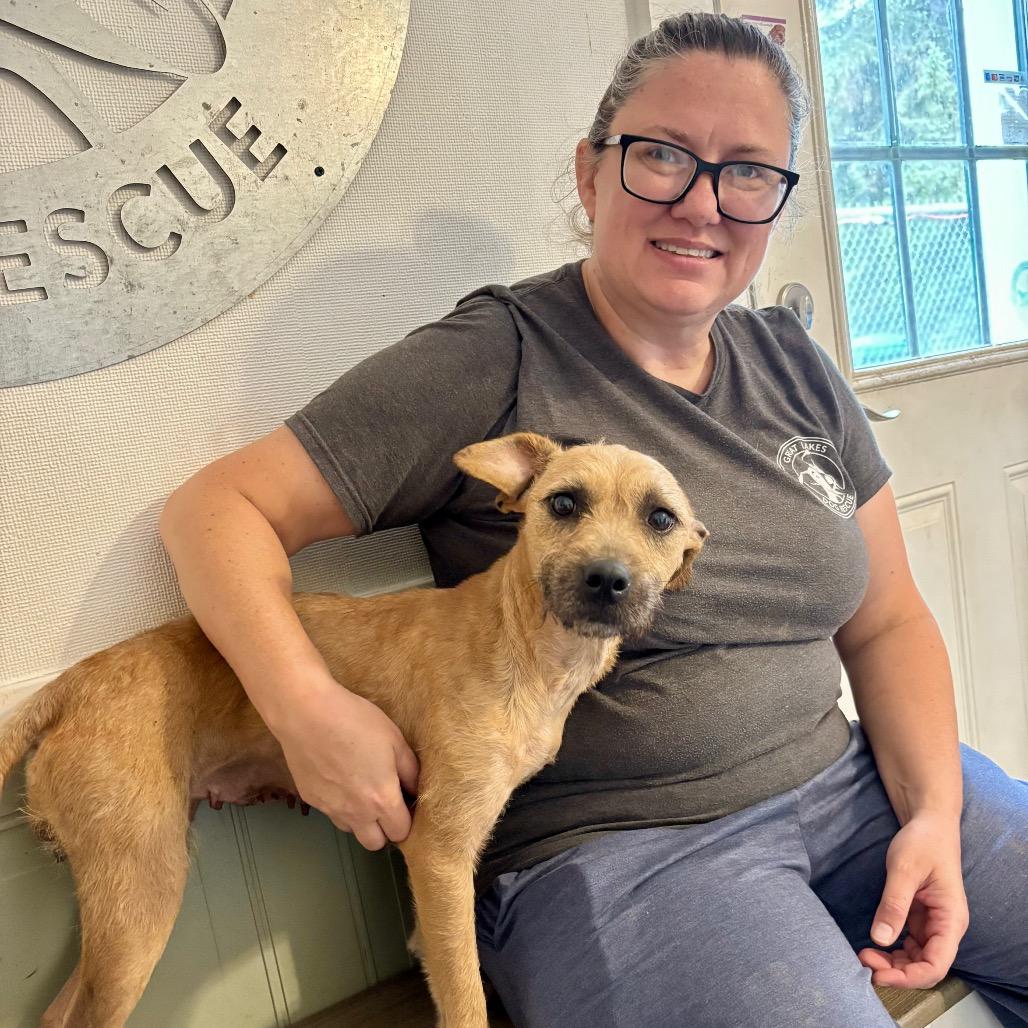 Enlarge Whitney, a Adoptable mixed breed in Metamora, MI image 6/6