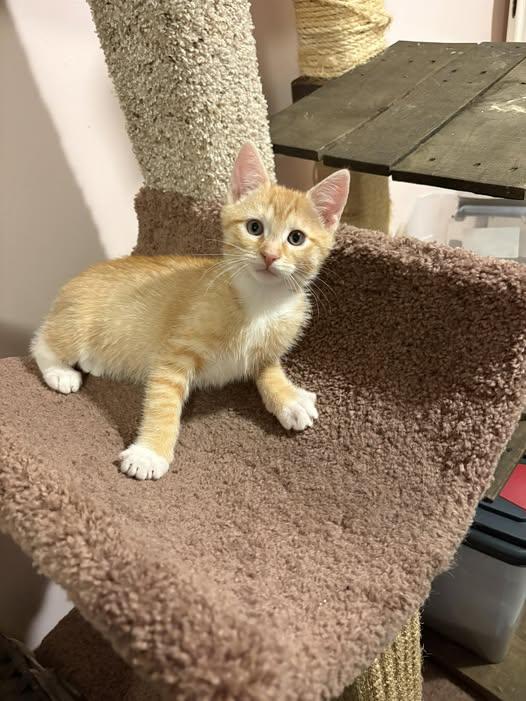 Enlarge Charger, an adopted Domestic Short Hair in Chesapeake Beach, MD image 1/1