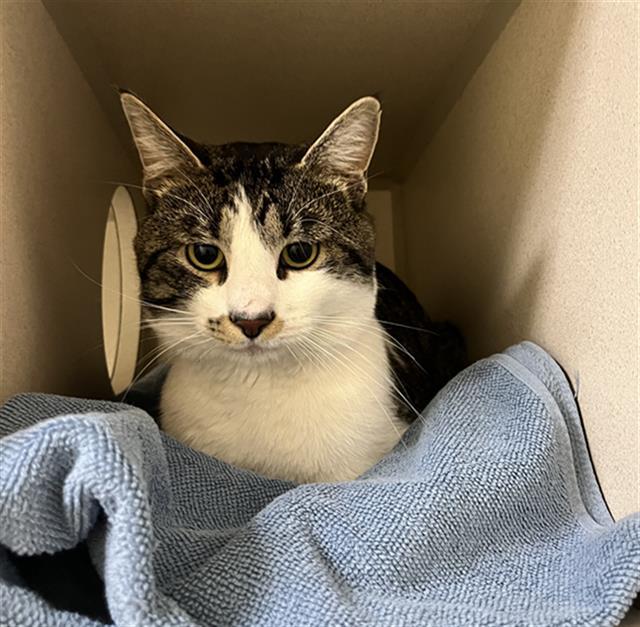 RAFA, Adoptable, Adult Male Domestic Short Hair.