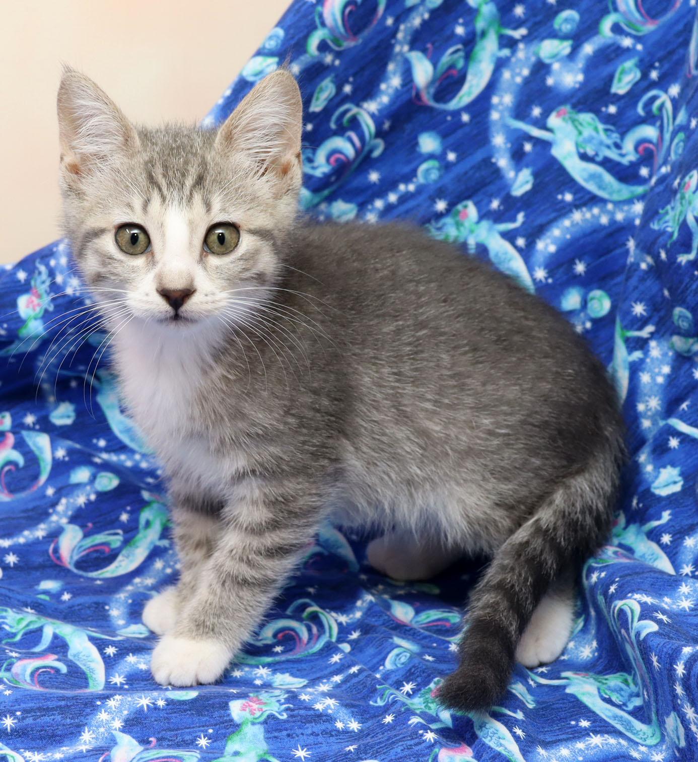 Enlarge Carrie, a ADOPTABLE Domestic Short Hair in Tierra Verde, FL image 3/3