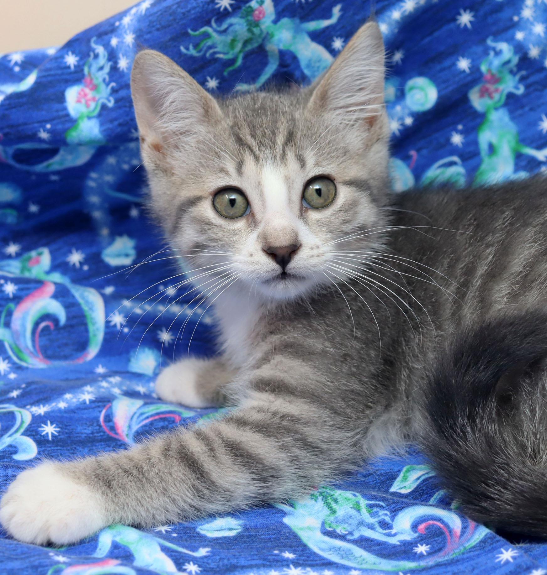 Carrie, ADOPTABLE, Kitten Female Domestic Short Hair.