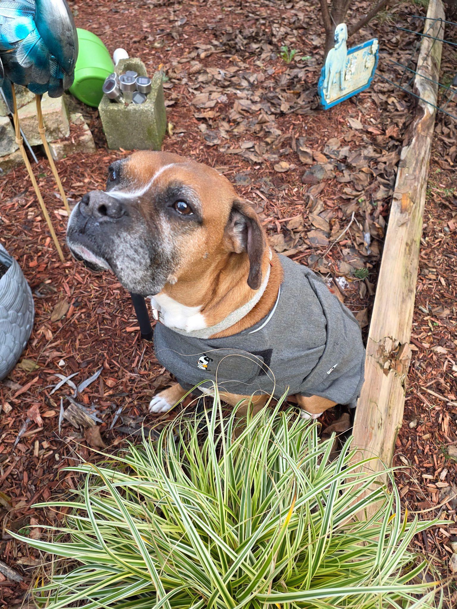 Enlarge Nala, a Adoptable Boxer in McMinnville, OR image 1/3