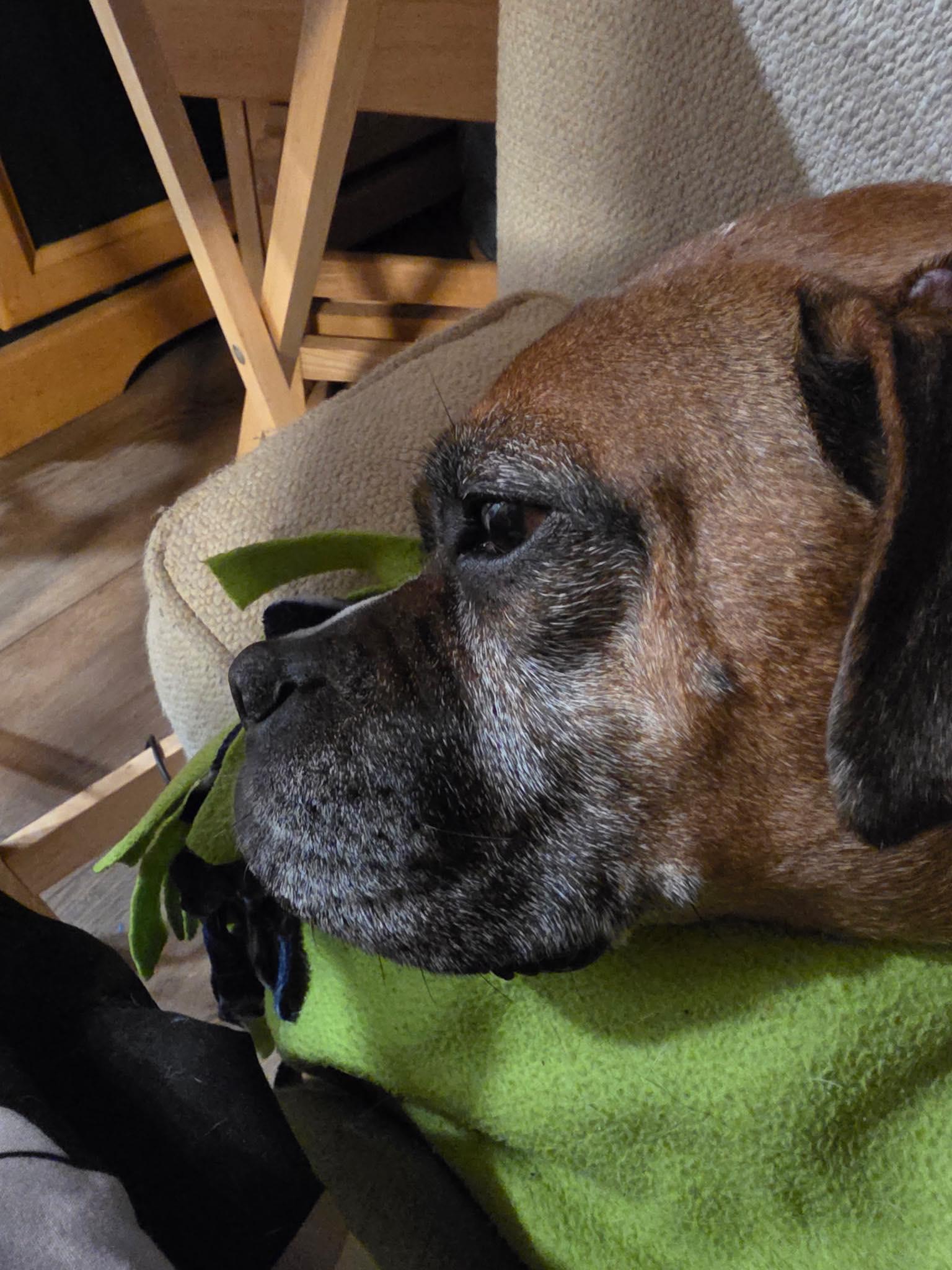 Enlarge Nala, a Adoptable Boxer in McMinnville, OR image 2/3