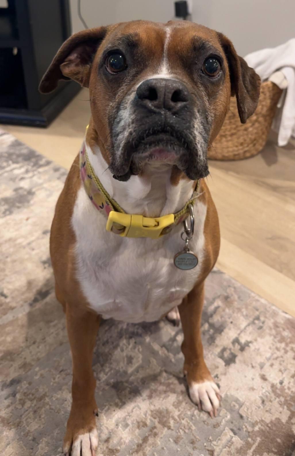 Enlarge Nala, a Adoptable Boxer in McMinnville, OR image 3/3