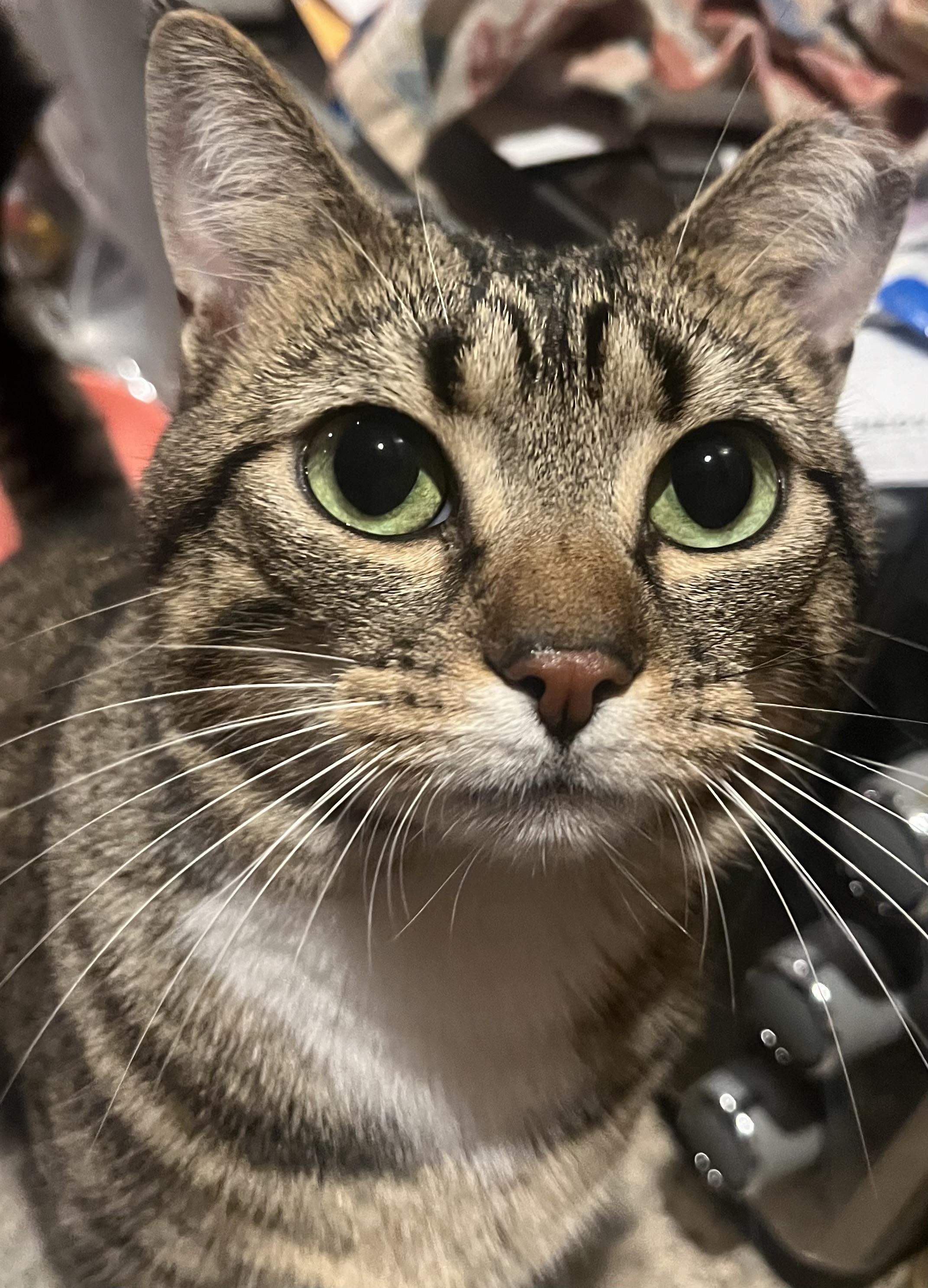 Sugar, Adoptable, Adult Female Domestic Short Hair.