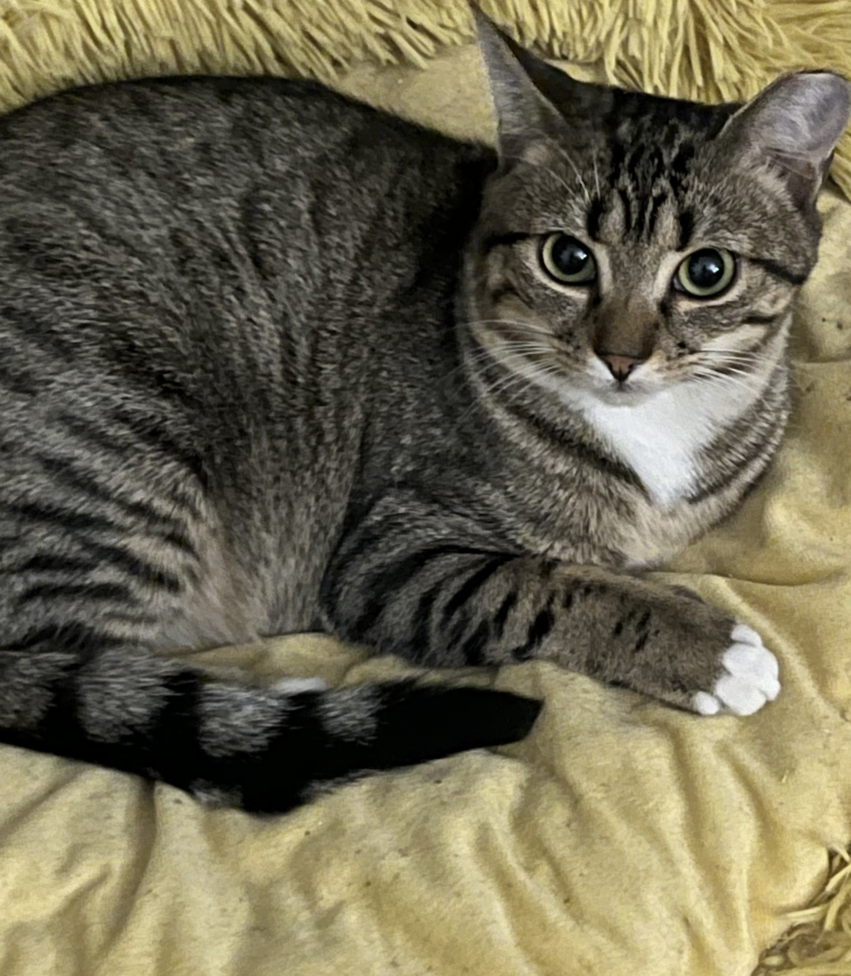 Enlarge Sugar, a Adoptable Domestic Short Hair in Richmond, VA image 2/2