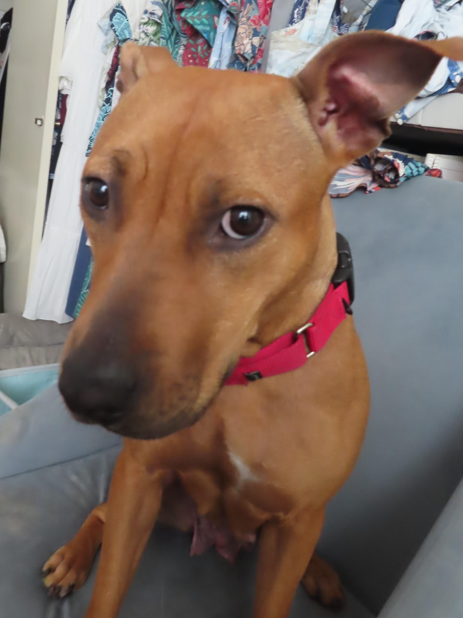 Enlarge Felicia, a Adoptable mixed breed in Carlsbad, CA image 1/4