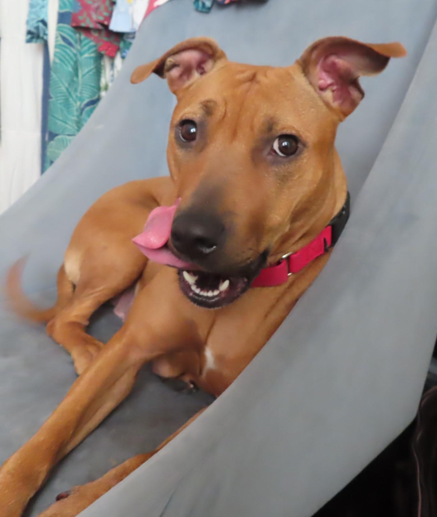 Enlarge Felicia, a Adoptable mixed breed in Carlsbad, CA image 2/4