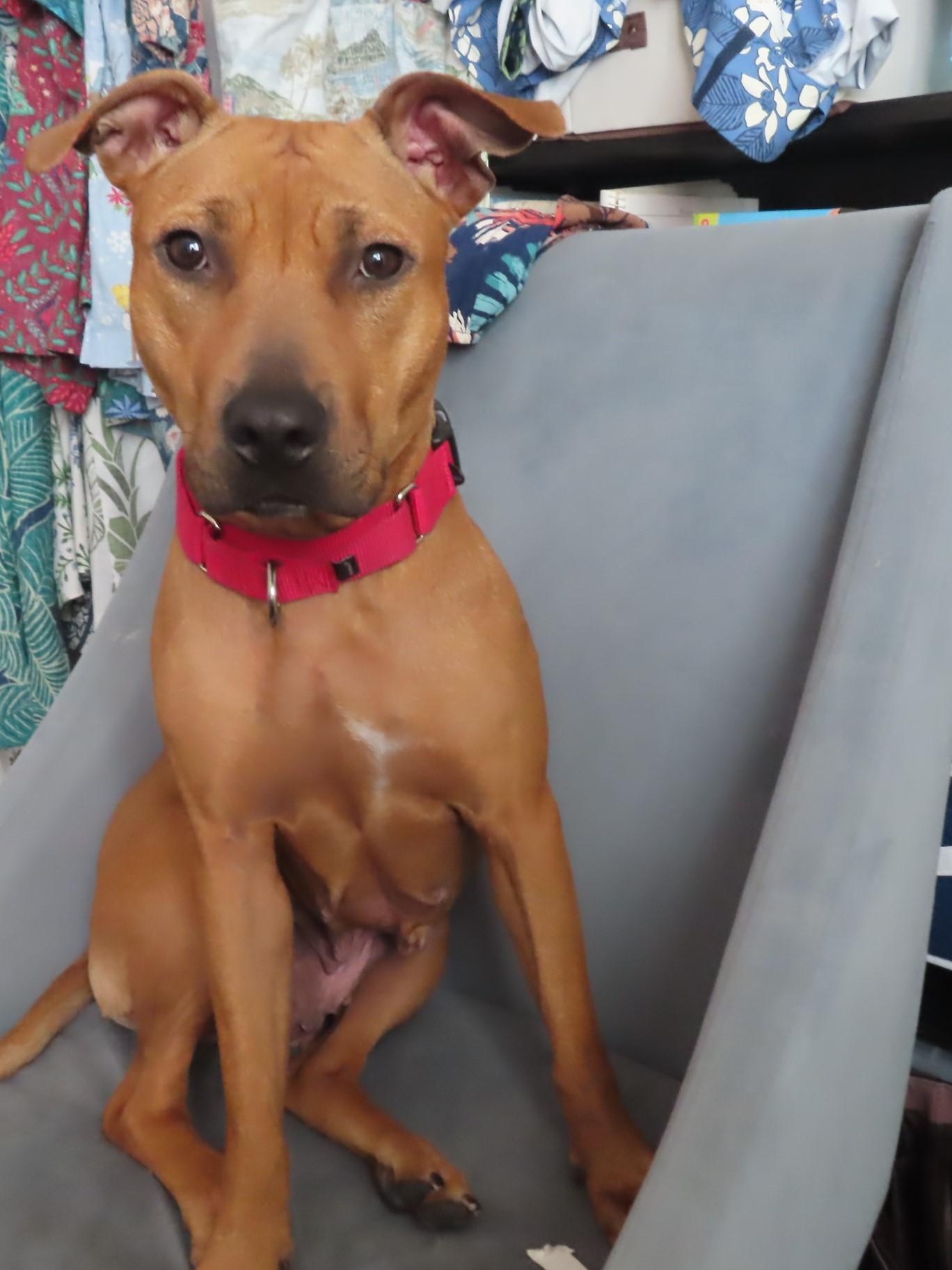 Enlarge Felicia, a Adoptable mixed breed in San DIego, CA image 4/4