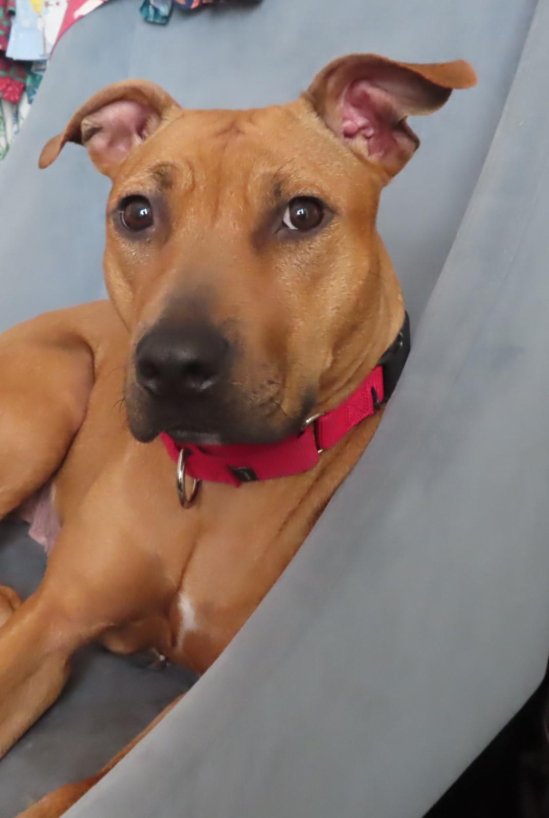 Enlarge Felicia, a Adoptable mixed breed in Carlsbad, CA image 4/4