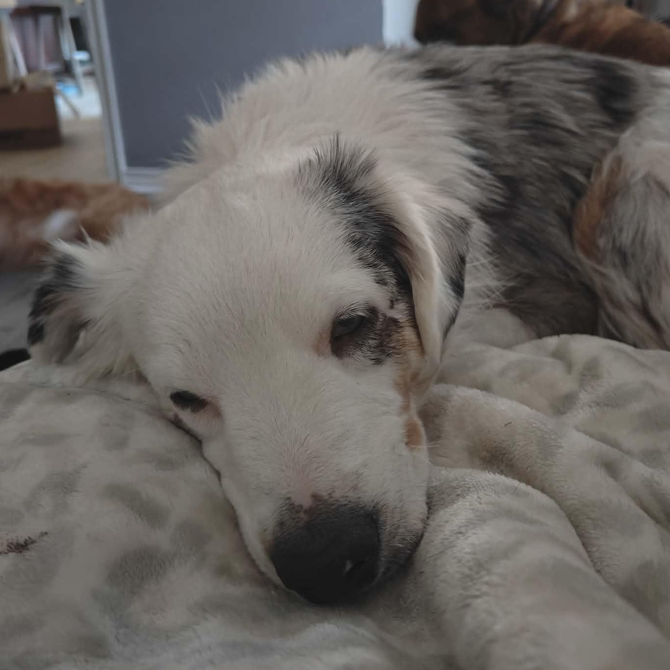 Enlarge Clover, an adopted Australian Shepherd in Kempner, TX image 2/6