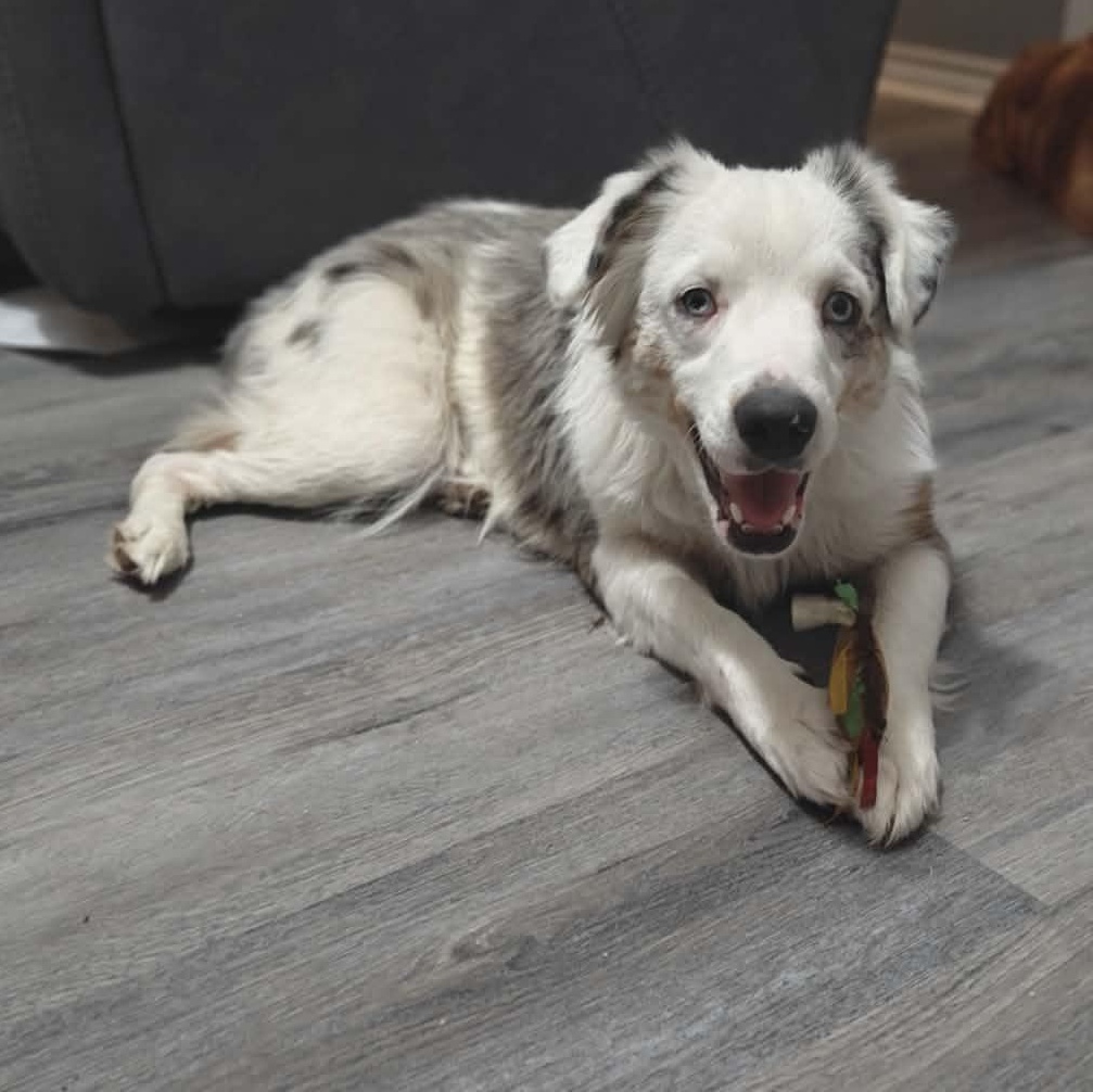 Enlarge Clover, an adopted Australian Shepherd in Kempner, TX image 4/6