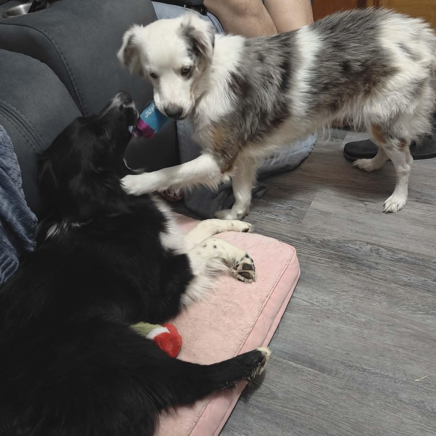 Enlarge Clover, an adopted Australian Shepherd in Kempner, TX image 6/6