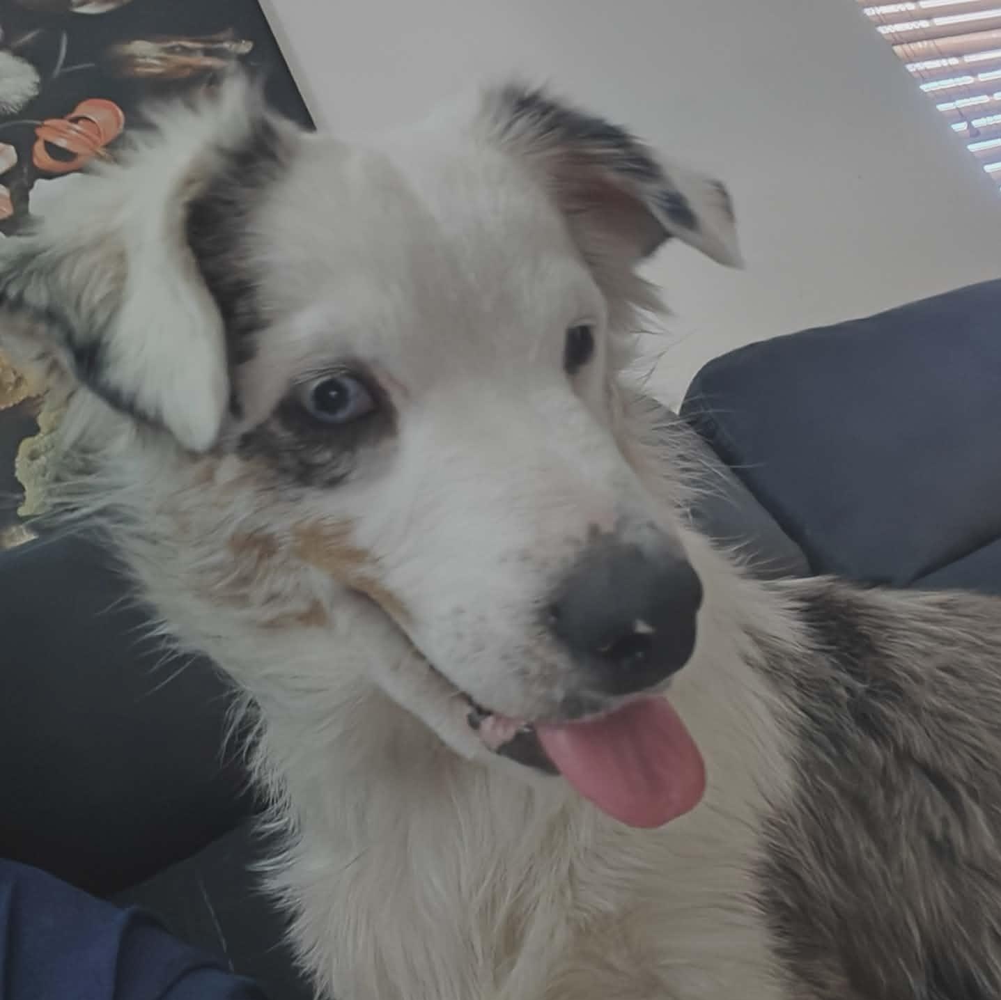 Enlarge Clover, an adopted Australian Shepherd in Kempner, TX image 5/6