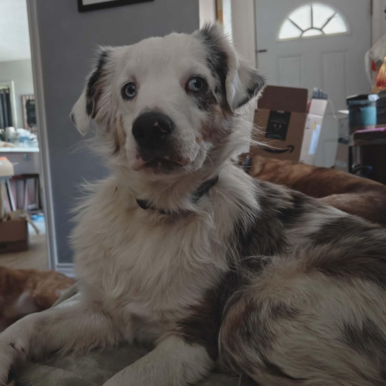 Enlarge Clover, an adopted Australian Shepherd in Kempner, TX image 1/6