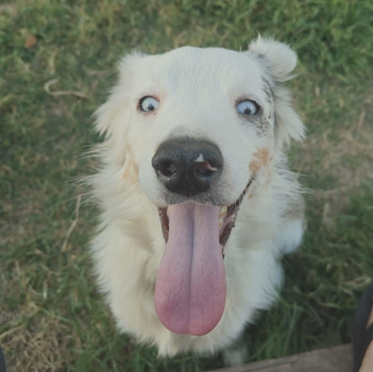 Enlarge Clover, an adopted Australian Shepherd in Kempner, TX image 3/6