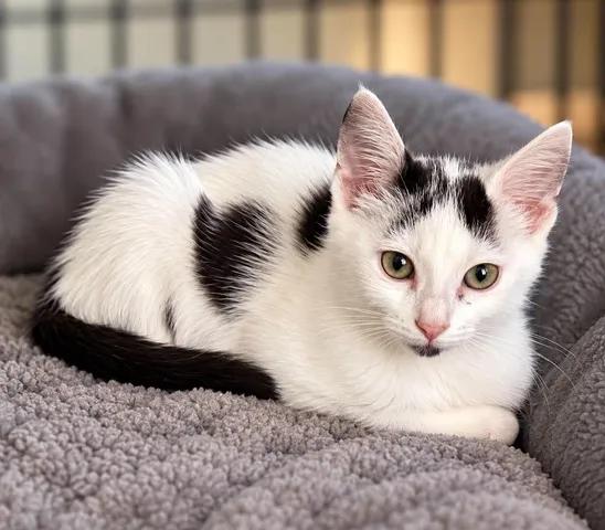 Enlarge Everest, a Adoptable Domestic Short Hair in Urbana, IL image 1/1