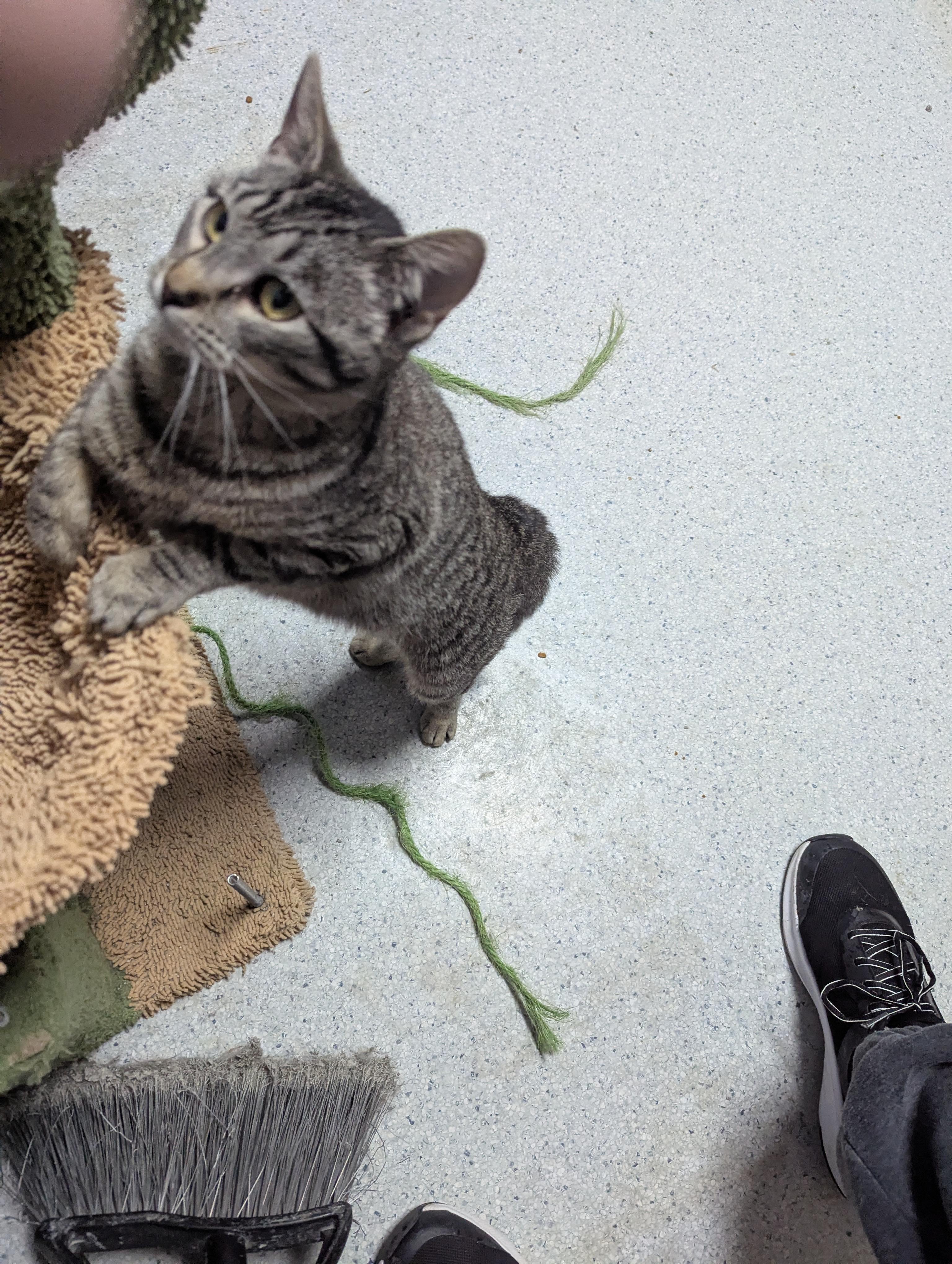 Sweetie Pie, adopted, Kitten Female Domestic Short Hair.