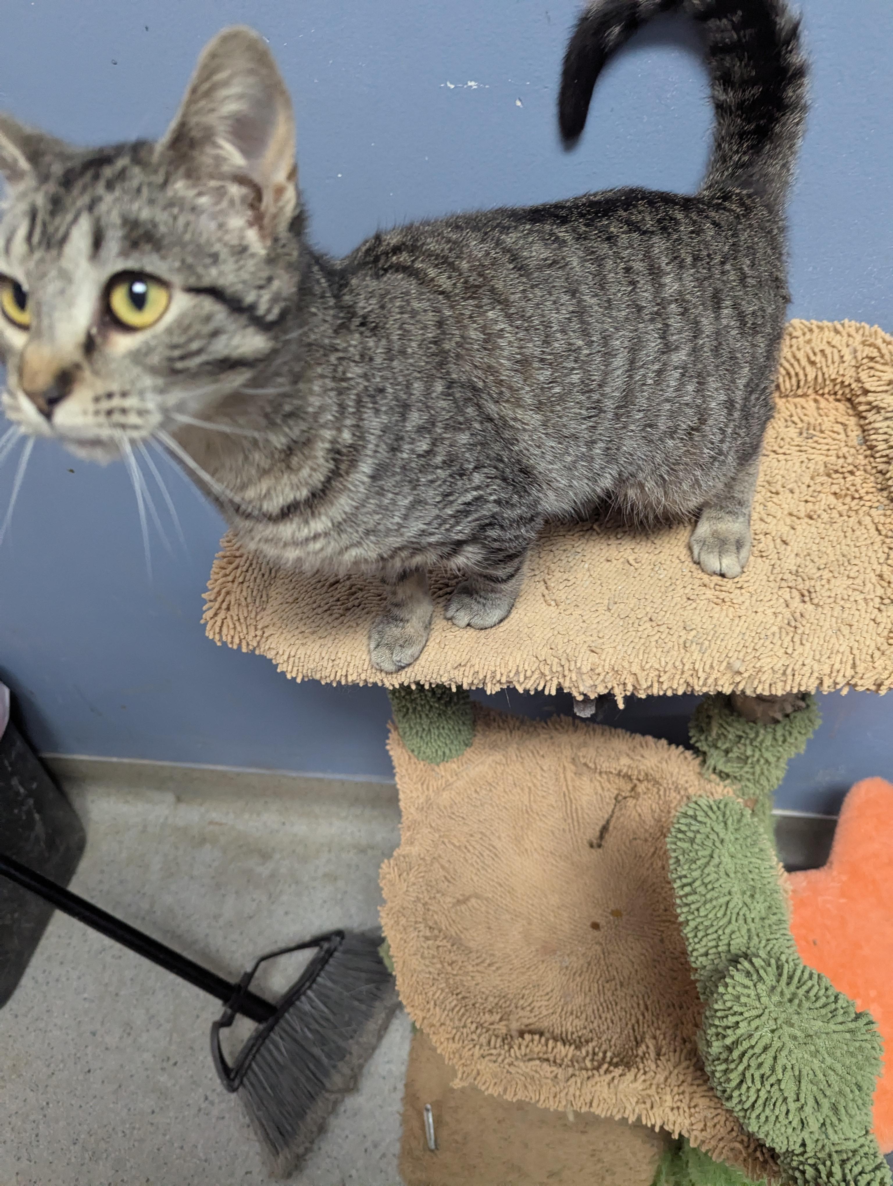 Enlarge Sweetie Pie, an adopted Domestic Short Hair in Rock Falls, IL image 2/2