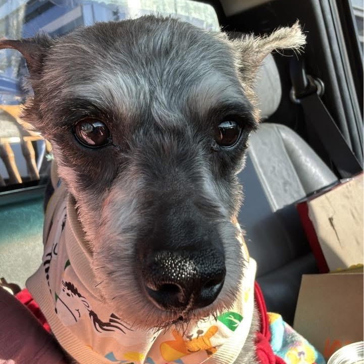 Enlarge 2136 Penny2, an adopted Schnauzer in Springfield, MO image 2/3