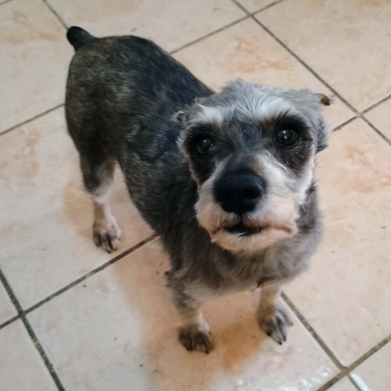 Enlarge 2136 Penny2, an adopted Schnauzer in Springfield, MO image 3/3