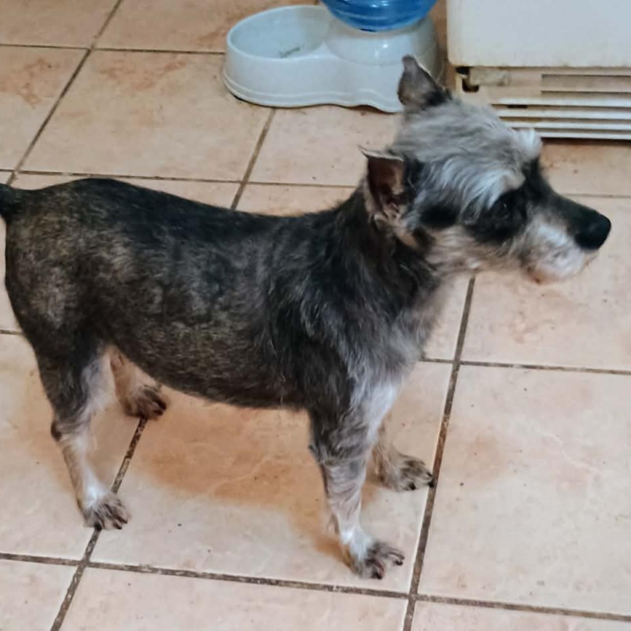 2136 Penny2, adopted, Adult Female Schnauzer.