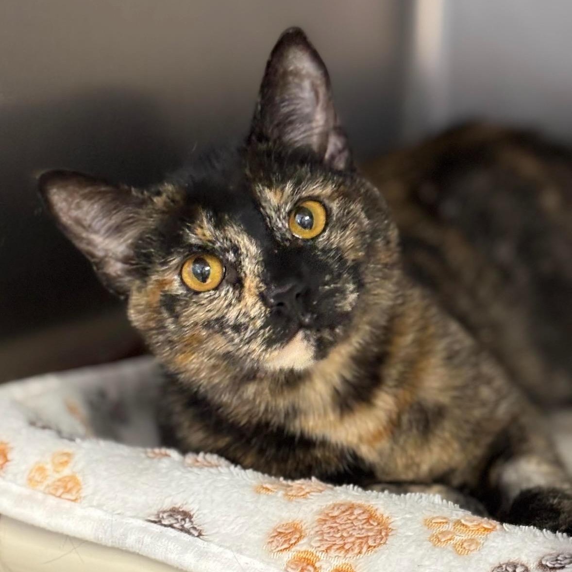 Buttercup, ADOPTABLE, Young Female Domestic Short Hair.