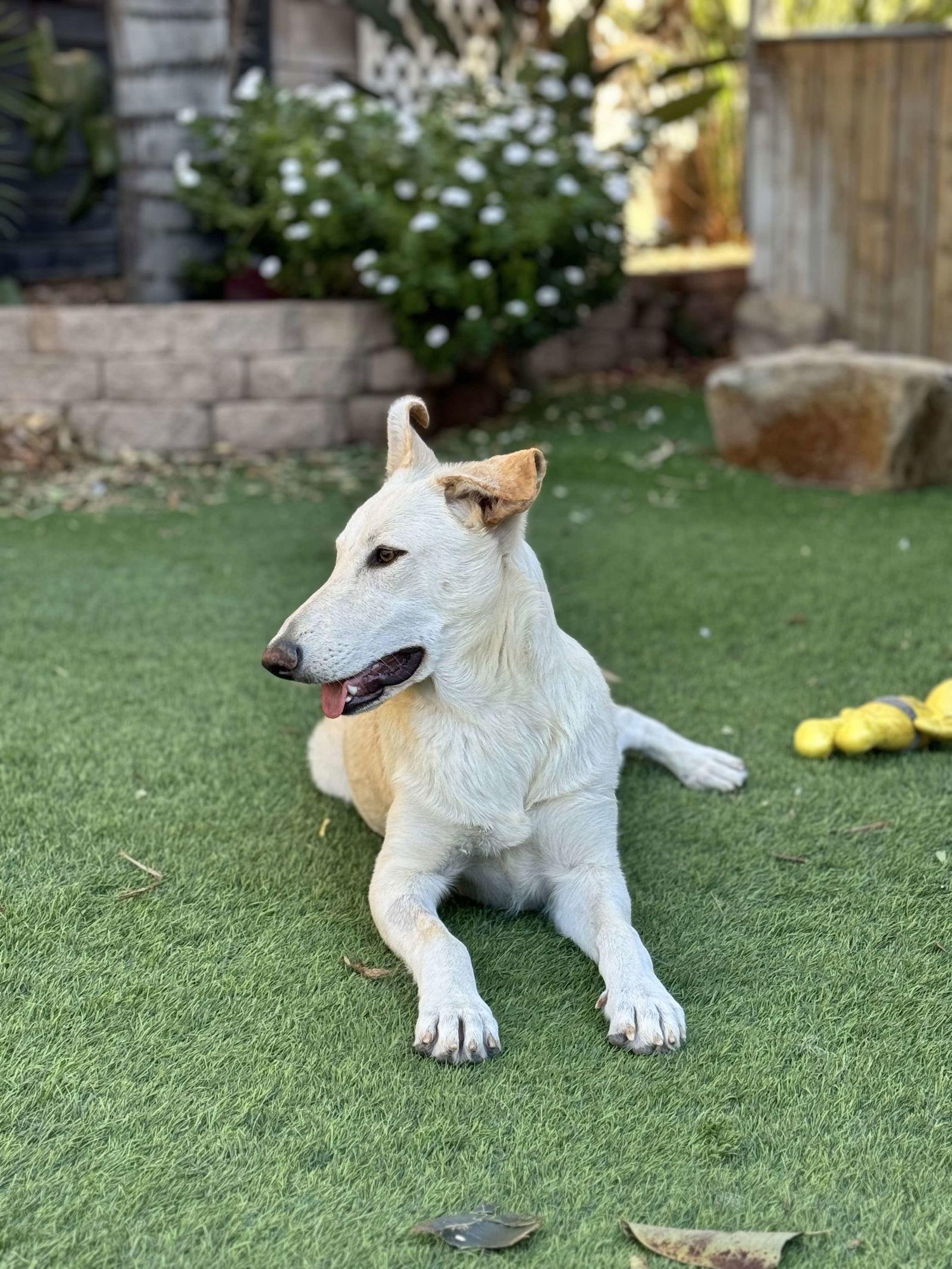 Grace Kelly, Adoptable, Young Female Husky & Shepherd.