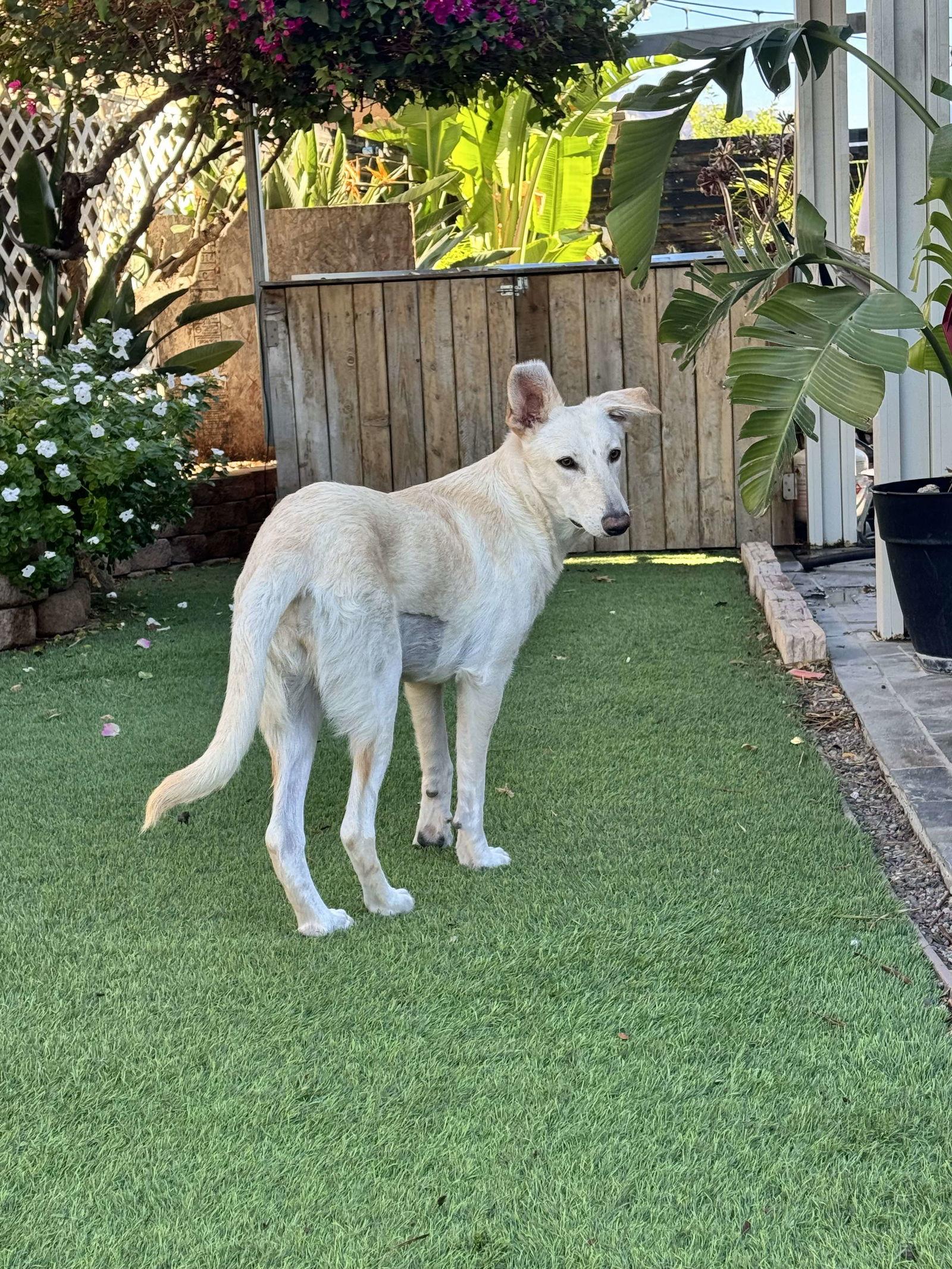 Enlarge Grace Kelly, a Adoptable mixed breed in La Verne, CA image 2/3