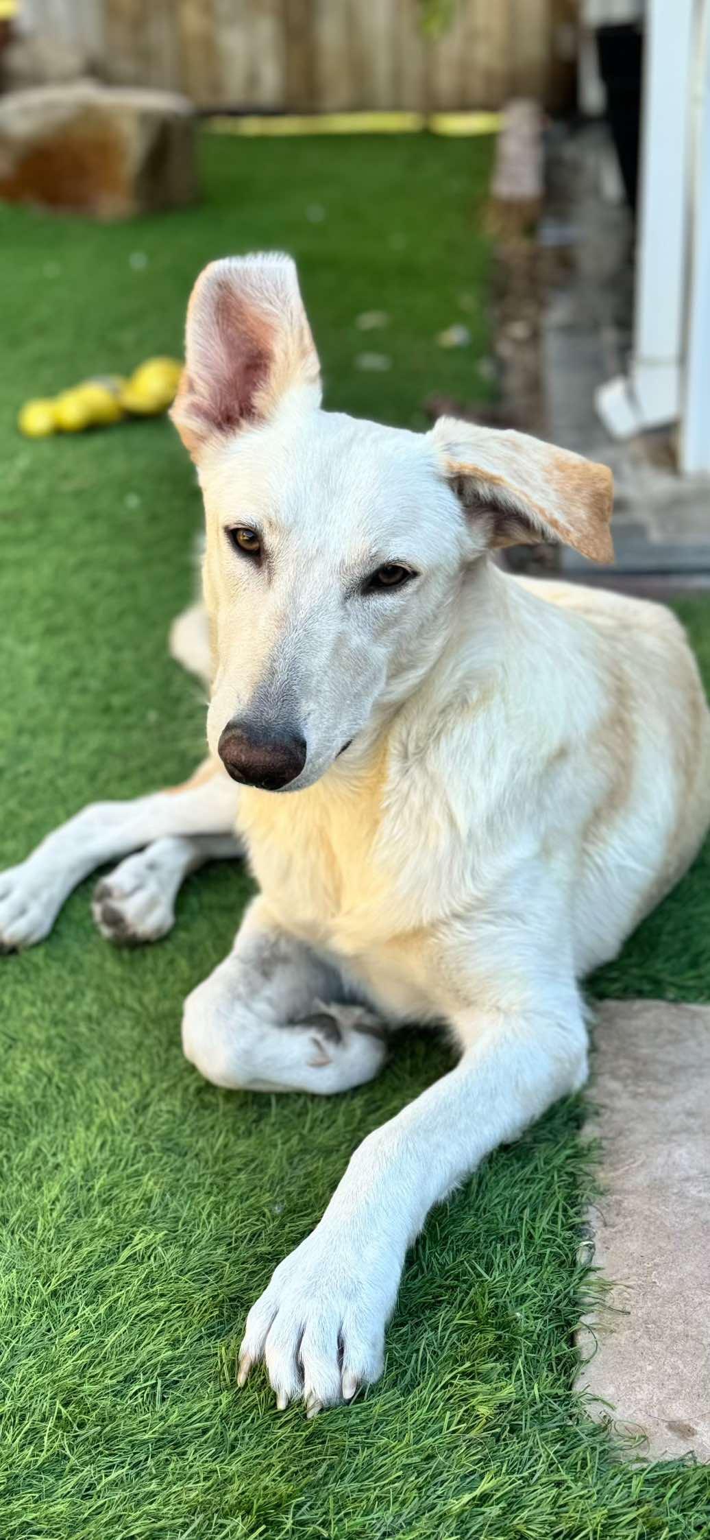 Enlarge Grace Kelly, a Adoptable mixed breed in La Verne, CA image 3/3